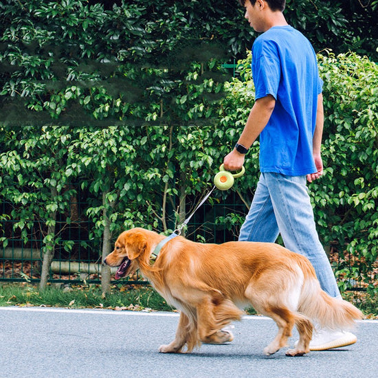 dog leash retractable pet leash