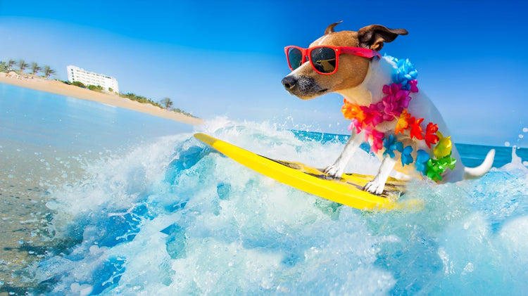 Summer Fun Collection for Dogs Cats