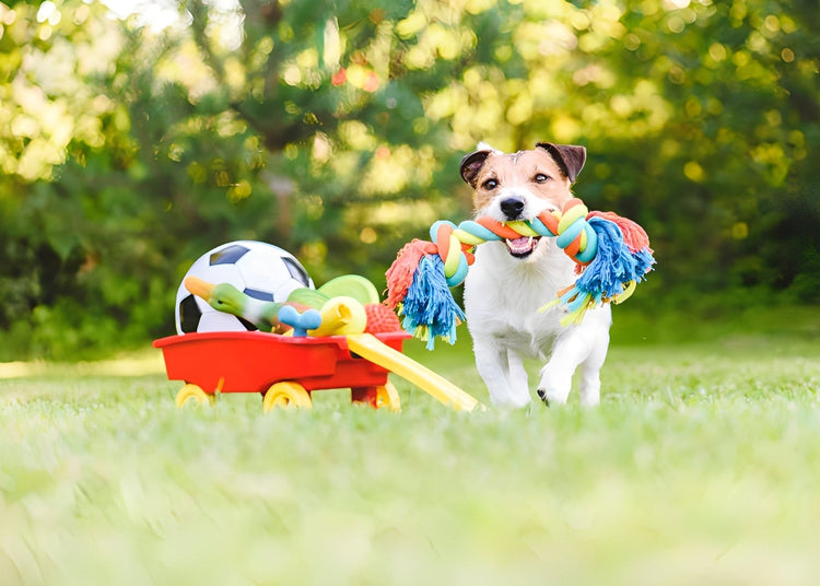 Outdoor Adventures Collection for Dogs Cats