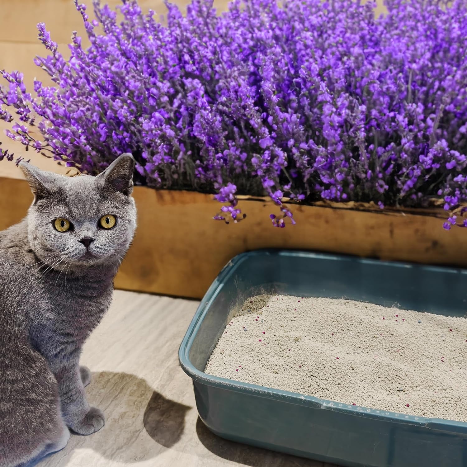 Clumping Lavender Cat & Kitten Litter