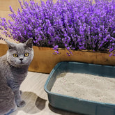 Clumping Lavender Cat & Kitten Litter
