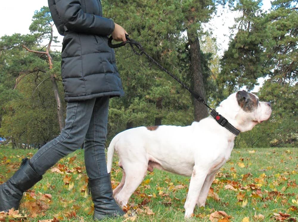 dogs leash running elasticity hands