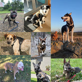 outdoor training reflective pet 