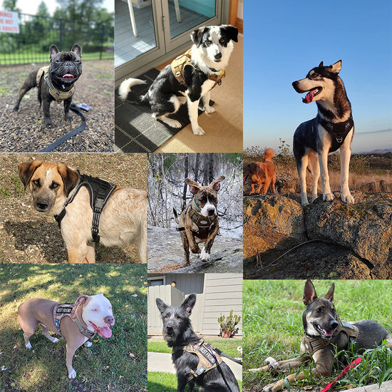 outdoor training reflective pet 