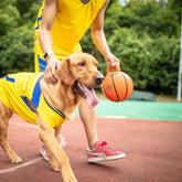 Jianbao Ball Dog Toy Bite Resistant