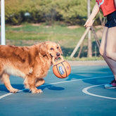 Jianbao Ball Dog Toy Bite Resistant