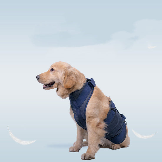 pet dog leash strong durable walking 