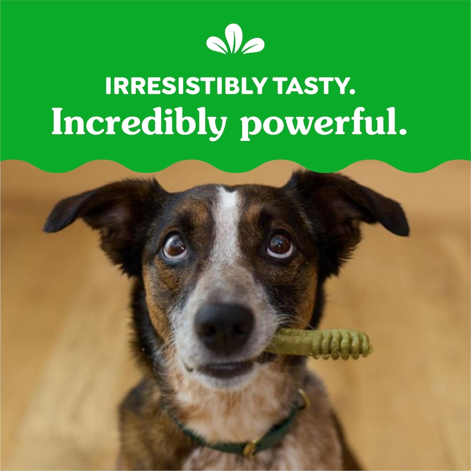 Canine Dental Chews Original Regular