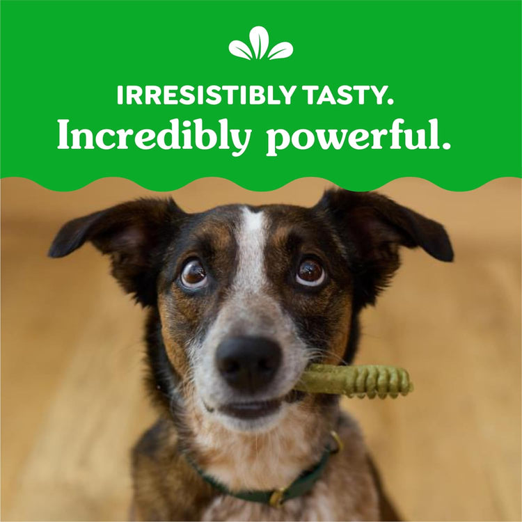Canine Dental Chews Original Regular