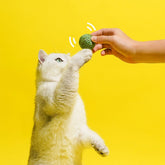 3PCS Cat Toy Balls Interactive Pet Play