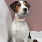 Soft Non-Irritant Corduroy Dog Collar