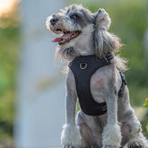 dog breast strap vest explosion proof